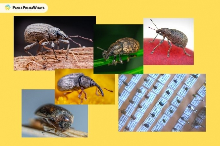 Terbukti Ampuh! Cara Menghilangkan Beras Berkutu Menggunakan Obat Fumigasi