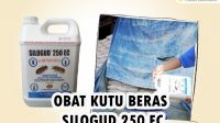 obat kutu beras