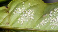 Pilihan Insektisida Terbaik Untuk Atasi Hama Kutu Kebul