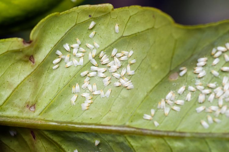 Pilihan Insektisida Terbaik Untuk Atasi Hama Kutu Kebul